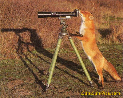 cute-curious-fox.jpg
