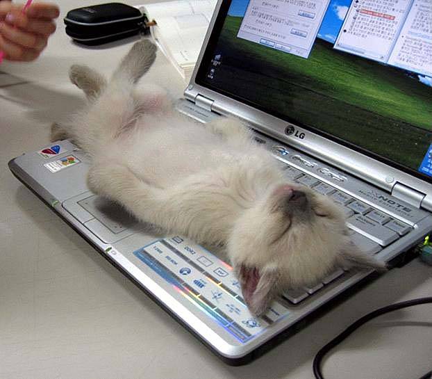 cat+keyboard.jpg